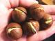 Macadamia Nut Allergy-causes, Symptoms, And Cure 
